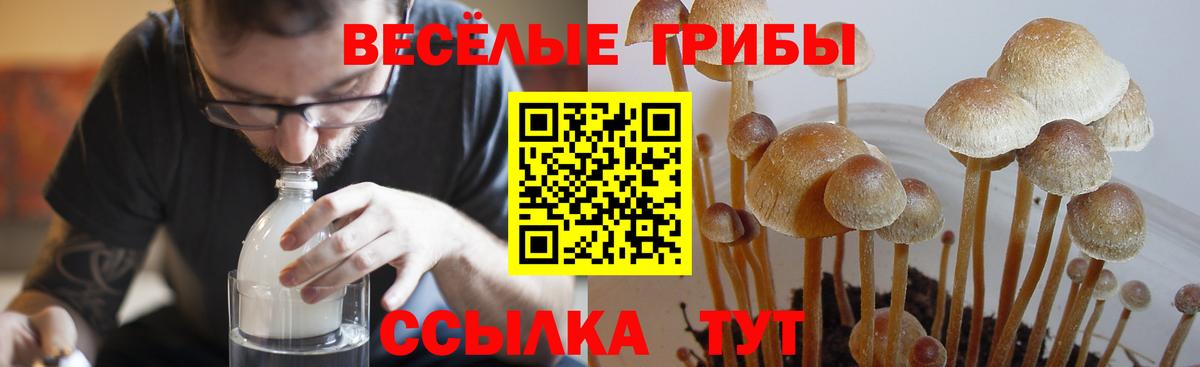 Псилоцибиновые грибы Psilocybine cubensis Красноярск